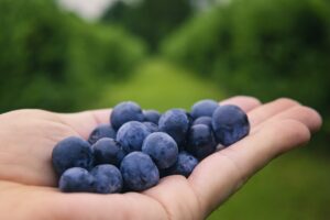 blueberries 6352547 1920