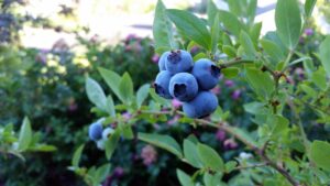 rubel blueberry 2918485